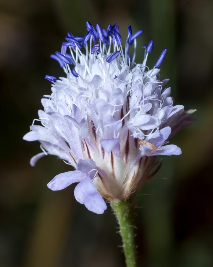 Cephalaria transsylvanica / Cefalaria transilvanica